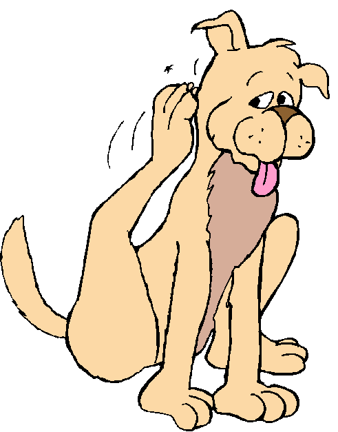 natural remedies for fleas